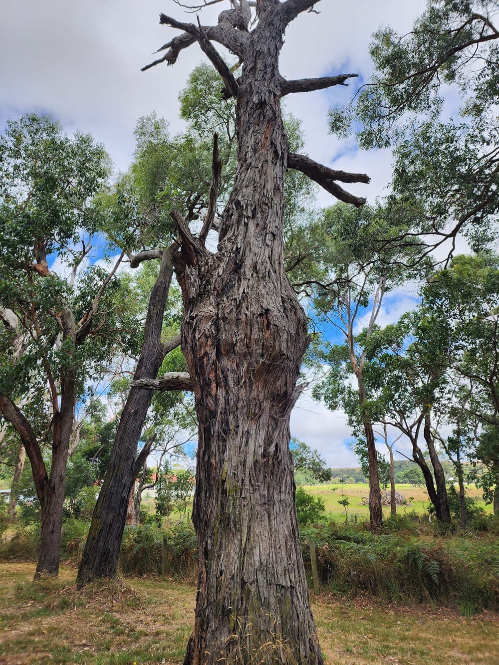 Mass gum dieback continues across island post image