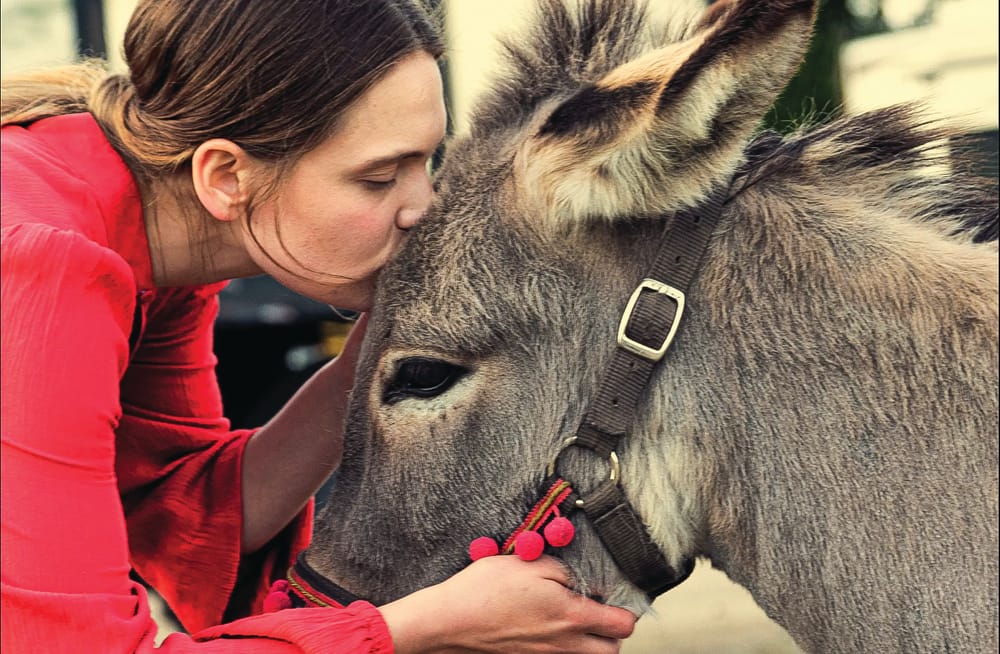 Oscar nominated donkey tale post image