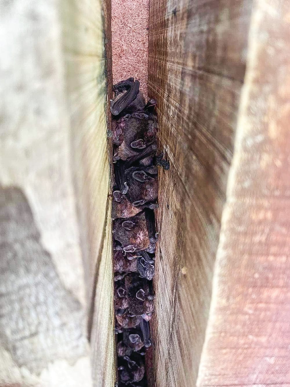 Just going bats post image