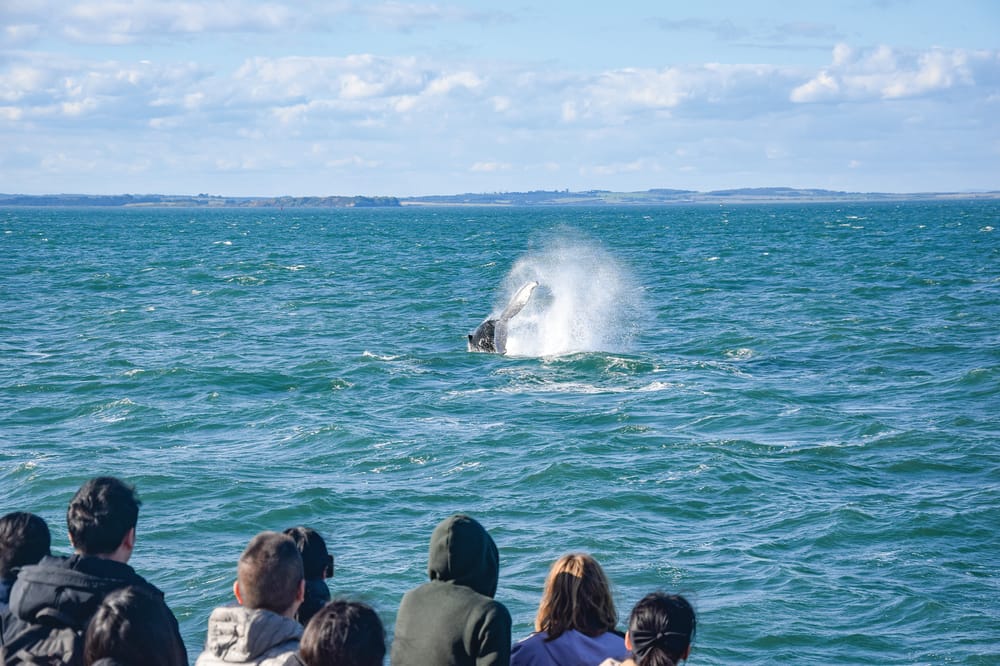 Whale season finishes here, returns to the Prom post image
