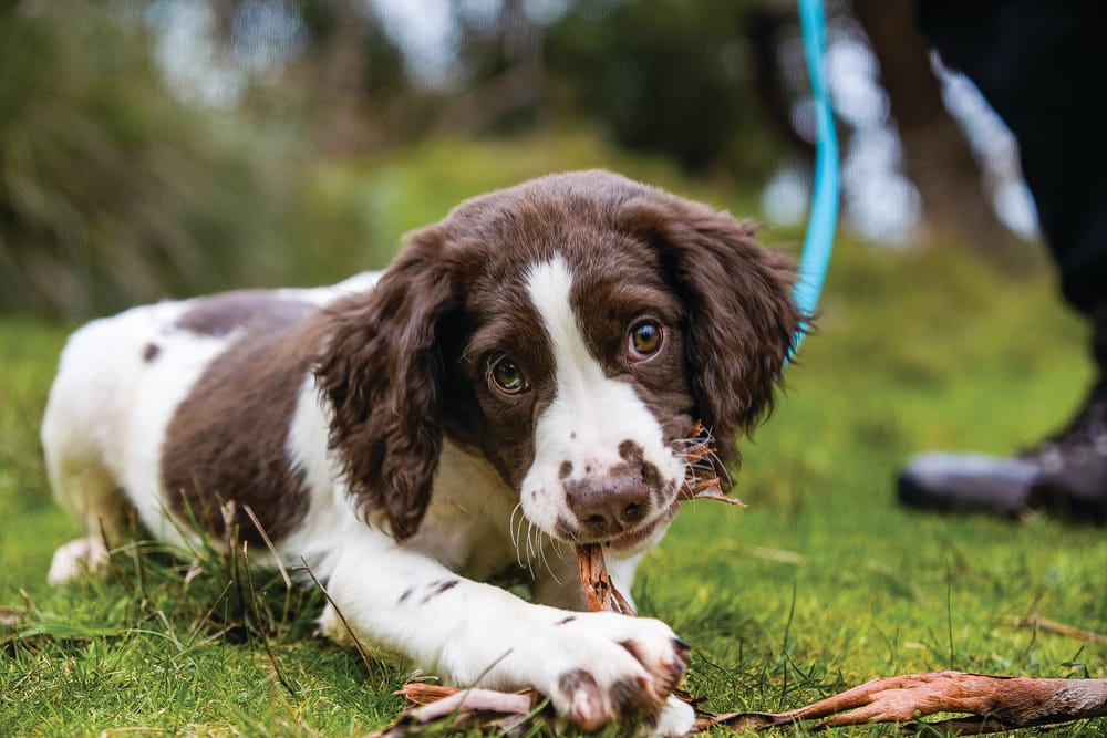 Endangered species thriving, some nosediving post image