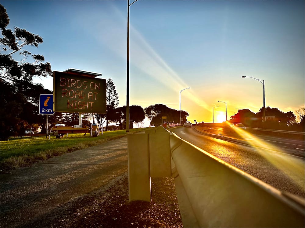 Lights off as shearwater chicks depart post image