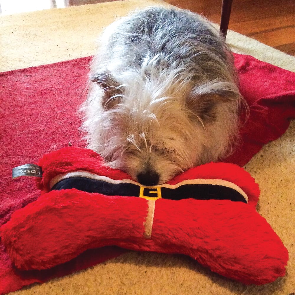 Pet Week - Photo gallery post image