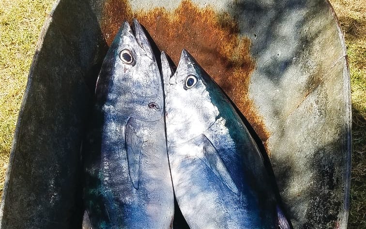 Around the Bay with Jim’s Bait & Tackle post image