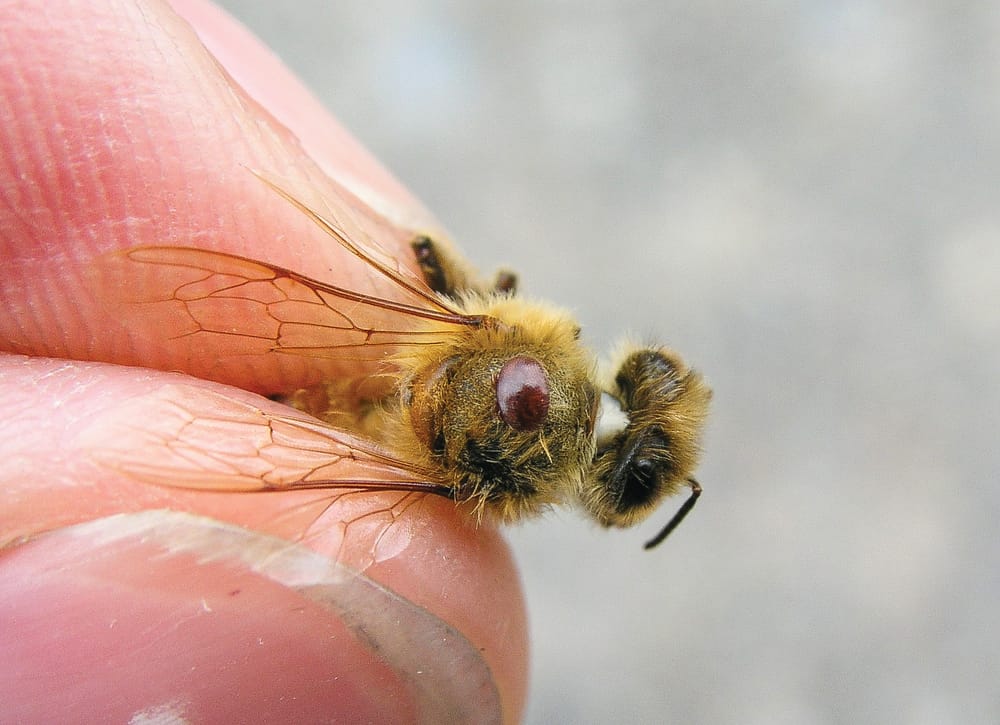 Bee threat: from emergency to management post image