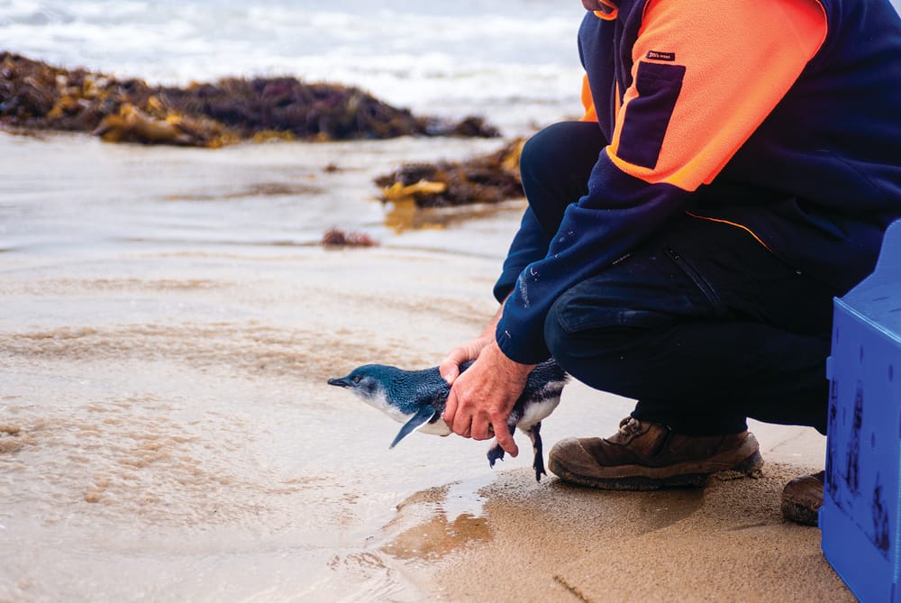 A happy ending for penguin rescue story post image