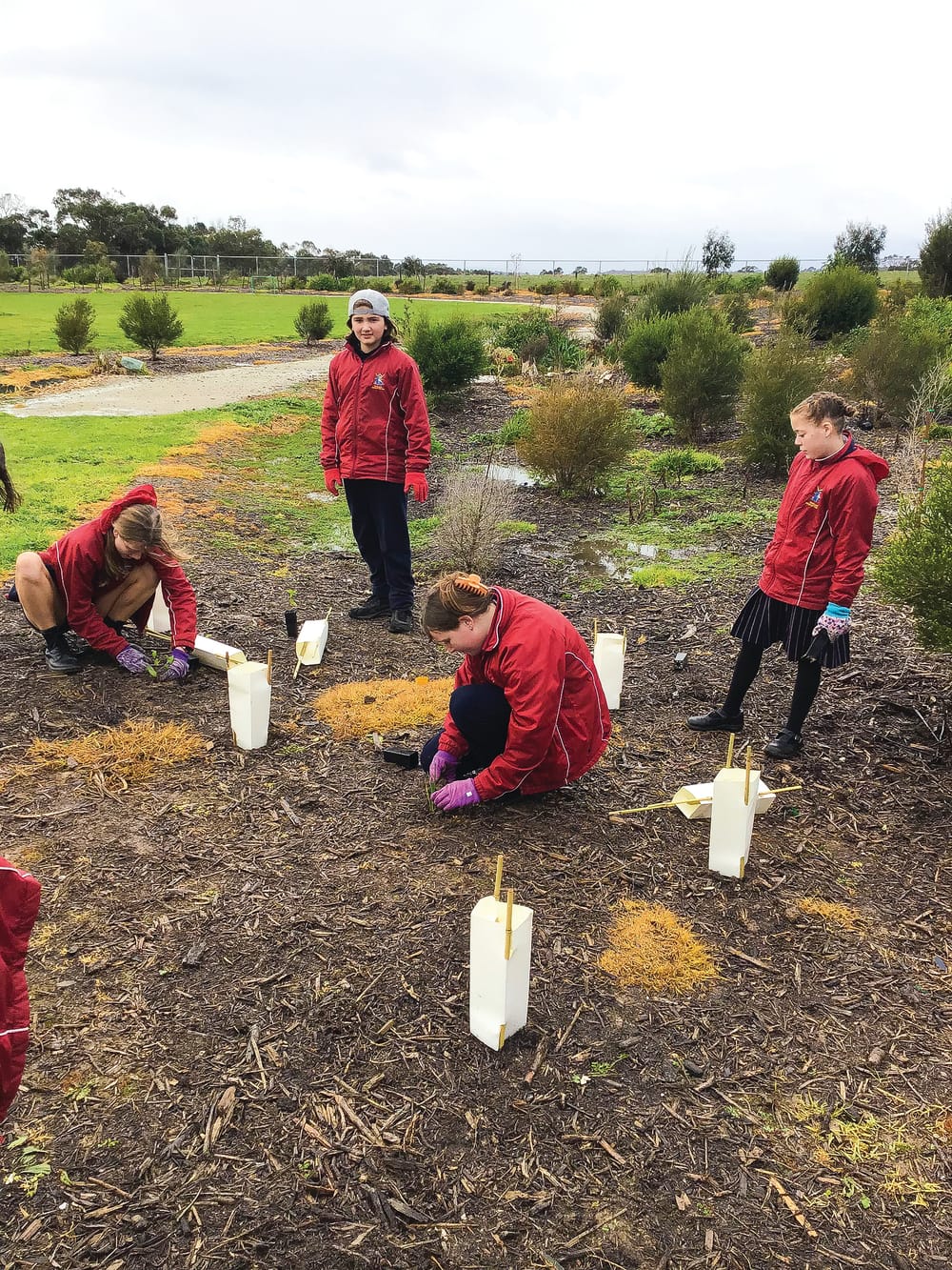 Star of the Sea’s focus on trees post image