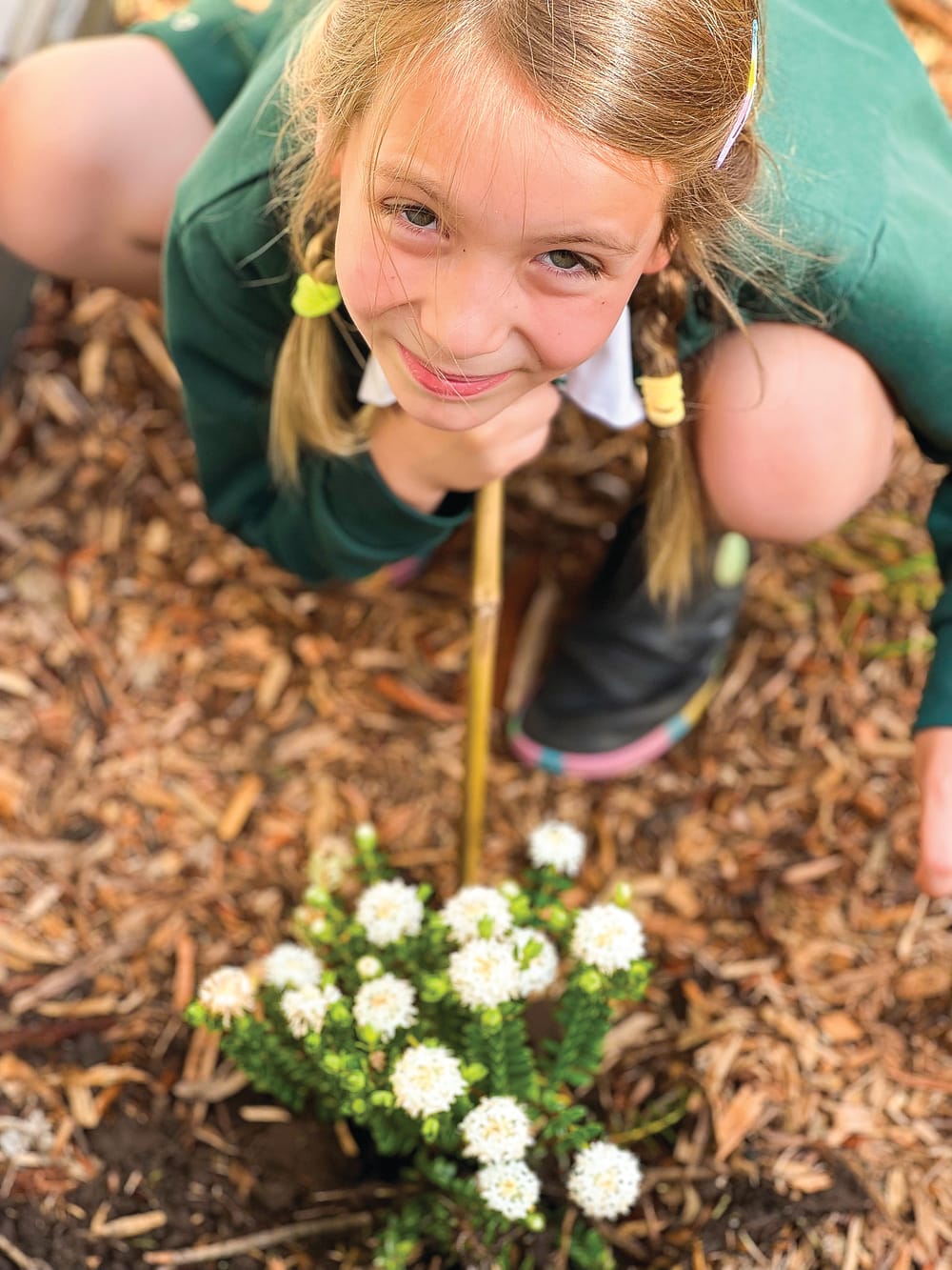 Butterflies in Bloom at Cowes Primary post image