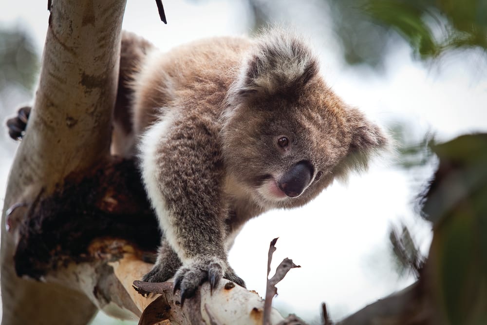 Friends of the Koalas AGM post image