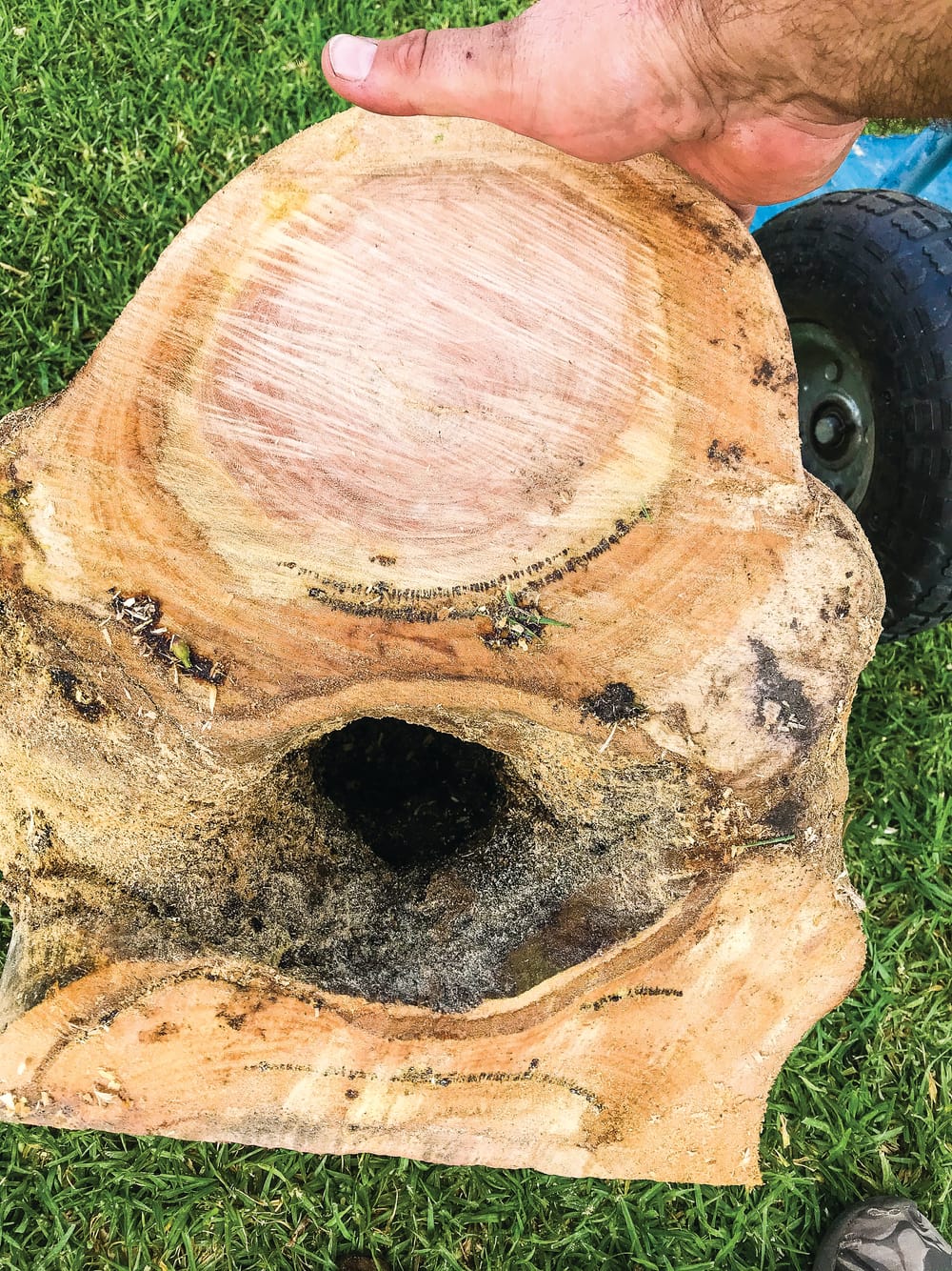 Cowes resident out on a limb post image