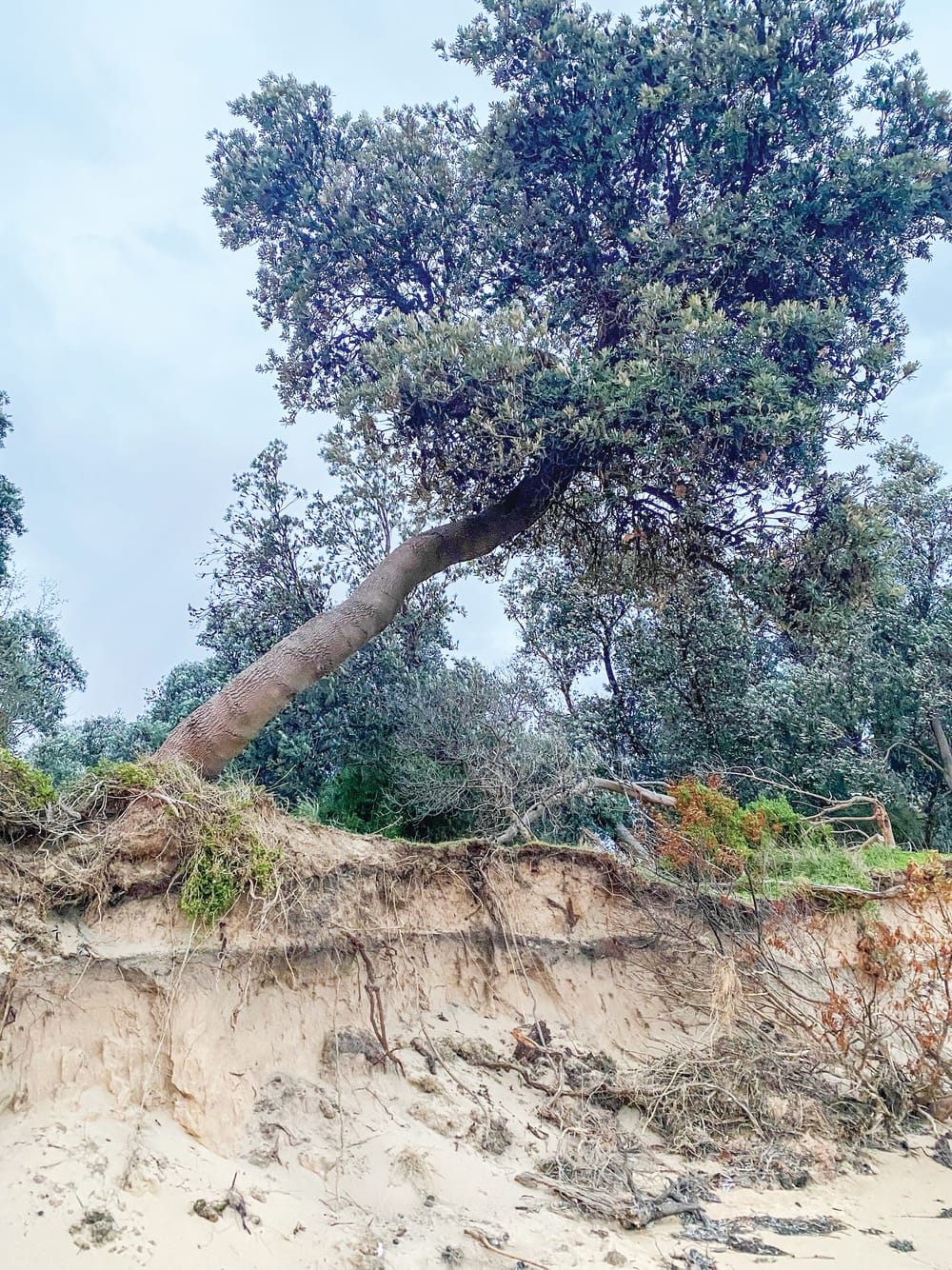 Falling tree “risk to life” warning at Silverleaves post image