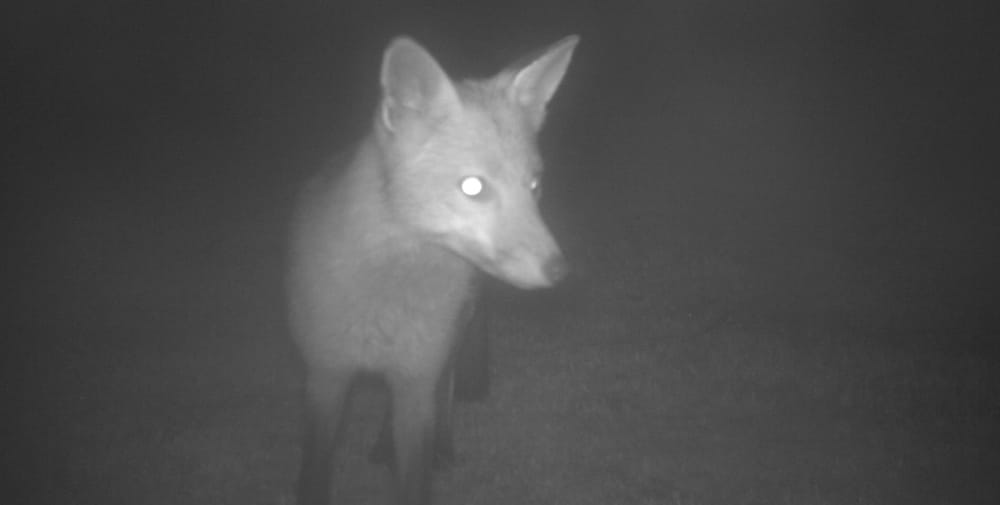 Two month long search leads to fox caught on Phillip Island post image