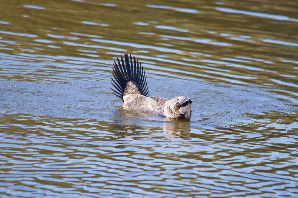Is it a bird or a platypus? post image