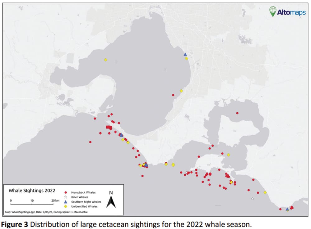 Whale sightings lower than previous years post image