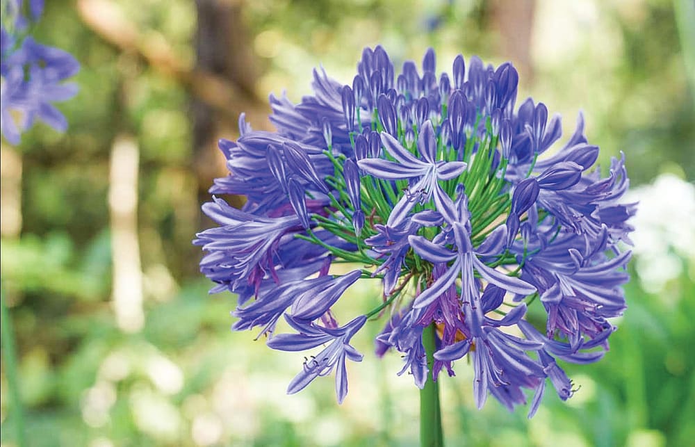 It's time to deadhead post image