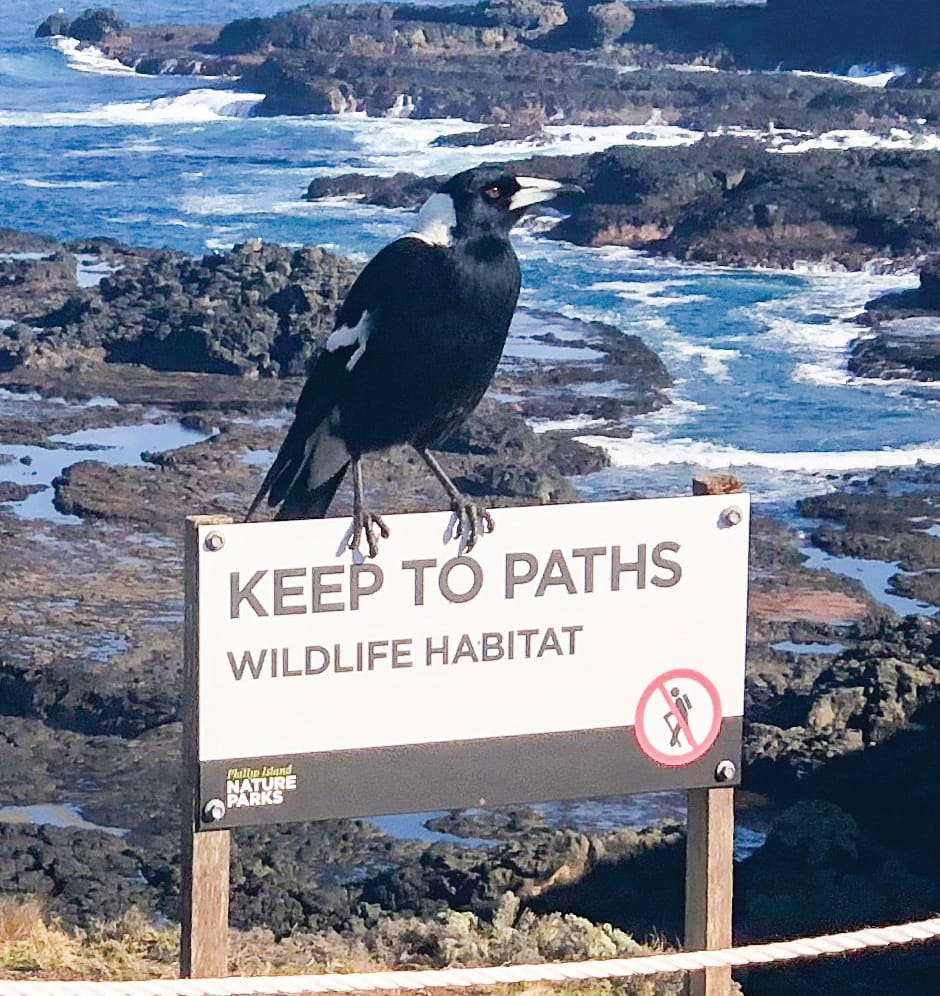 Magpie keeping a close eye post image