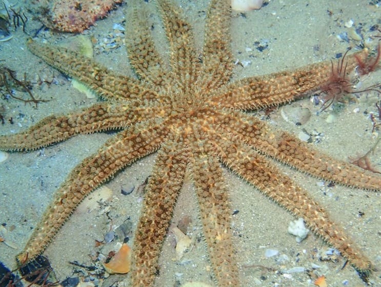 A Marine Mili series: Have you ever seen a star at the beach? post image
