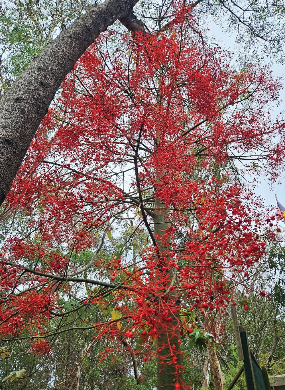 A flamin' beauty ... post image