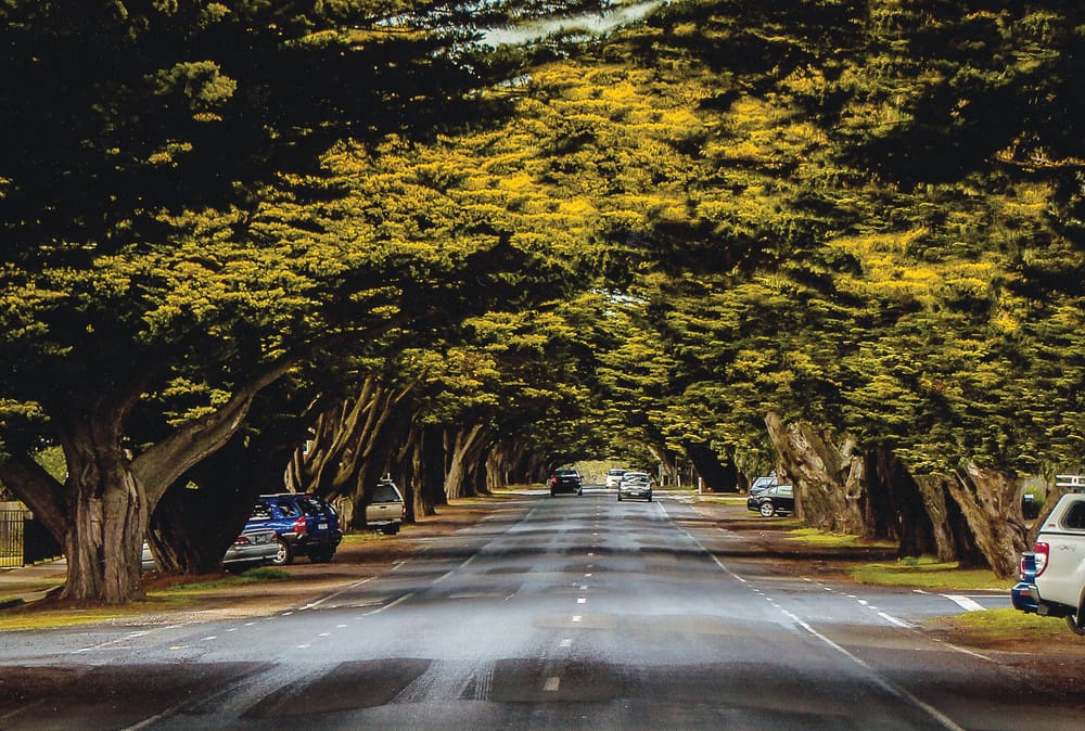 Preserving our historic avenue post image