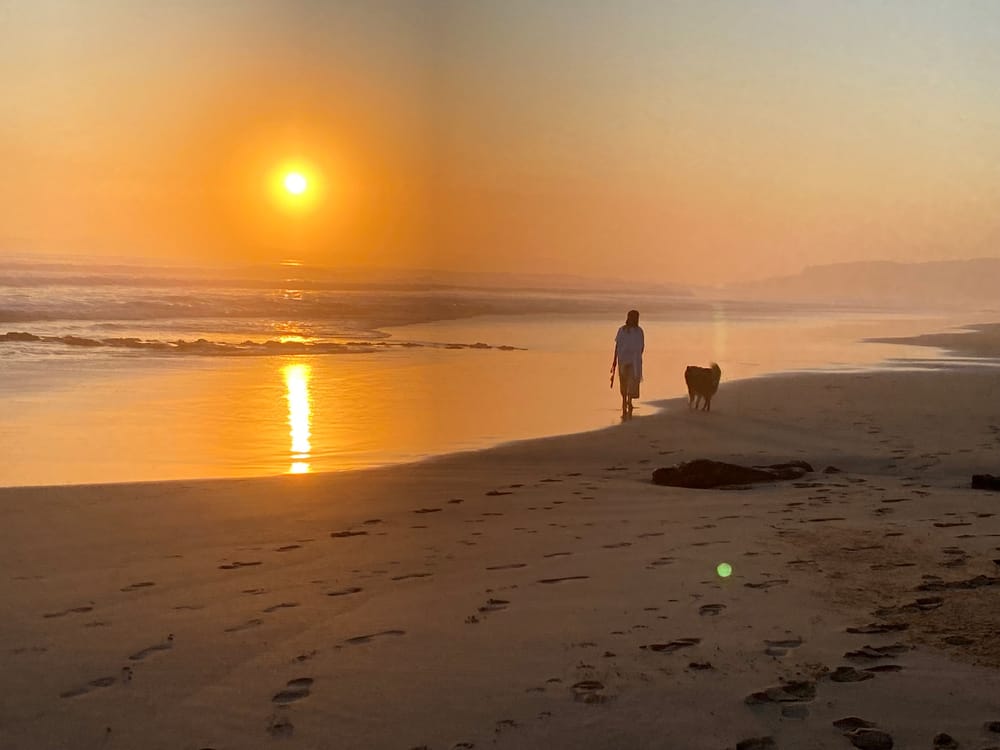 Dog owners off-leash concerns post image