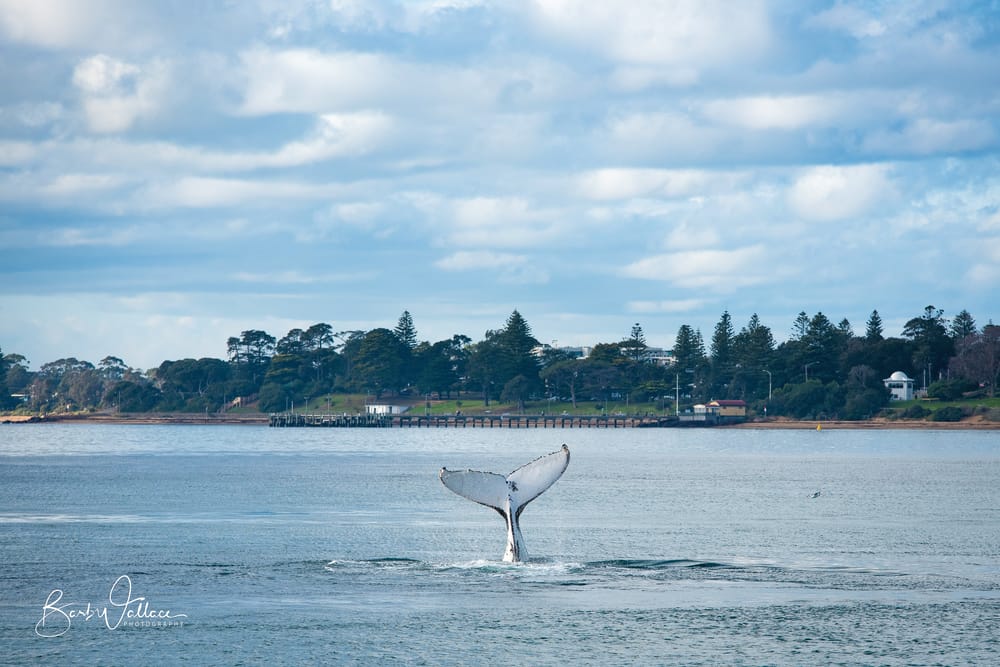 Discover the wonders of whales on a Wildlife Coast Cruises tour. post image