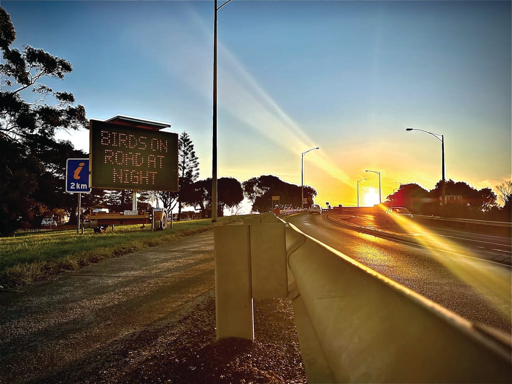 Lights out for shearwater migration post image