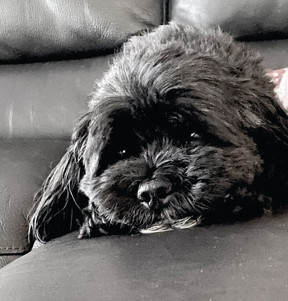 The Advertiser's annual pet feature post image