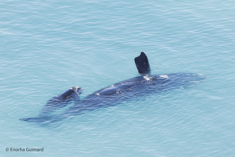 A Marine Mili series: What’s on that whale’s face? post image