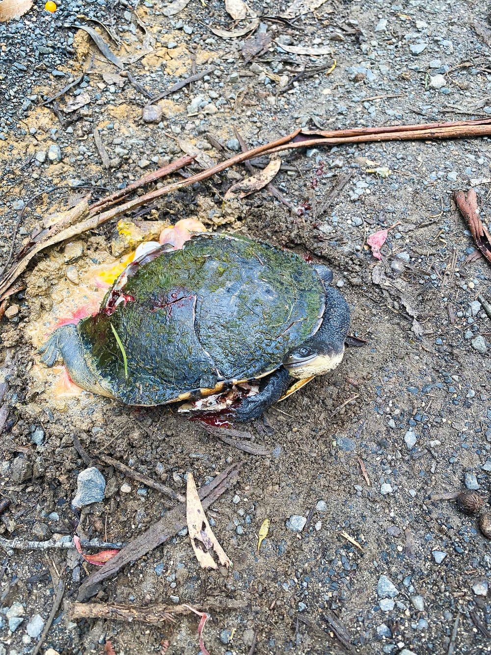 Rising roadkill death toll post image