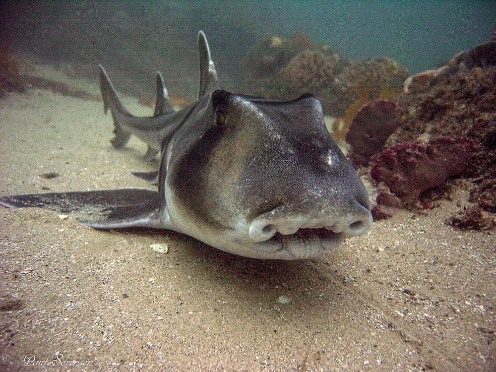 A Marine Mili series: A shark without teeth? post image