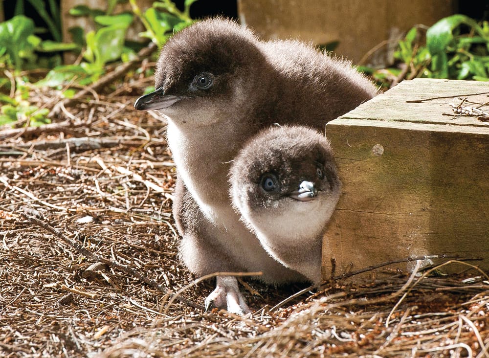 Island’s littlest stars in the spotlight again post image