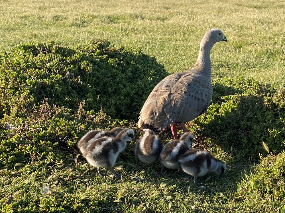 Wildlife plan slow progress post image