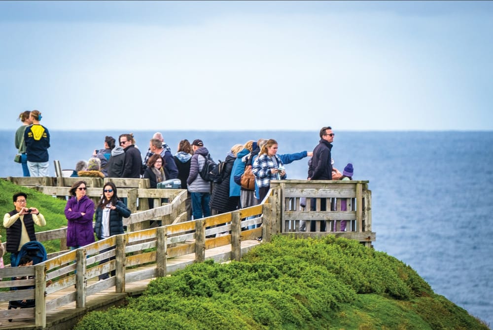 Have a whale of a time at this year’s festival post image