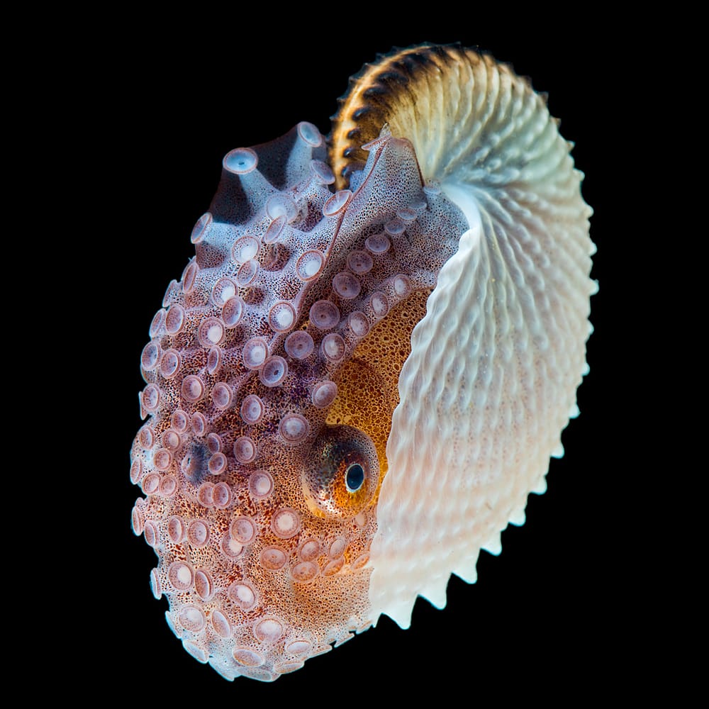 A Marine Mili series: The beautiful Argonaut post image