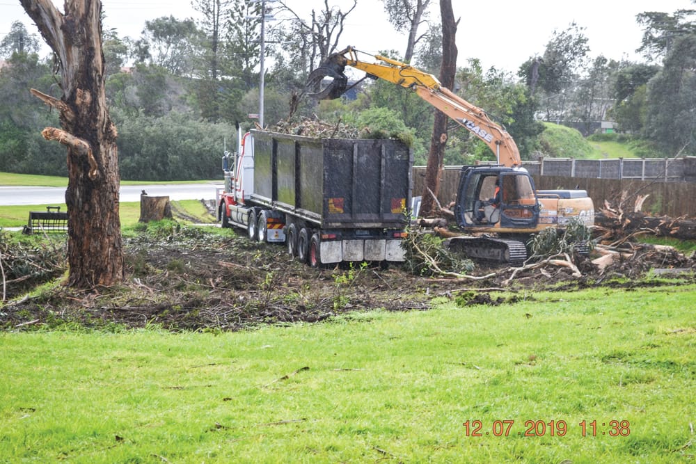 Our best trees to be protected post image