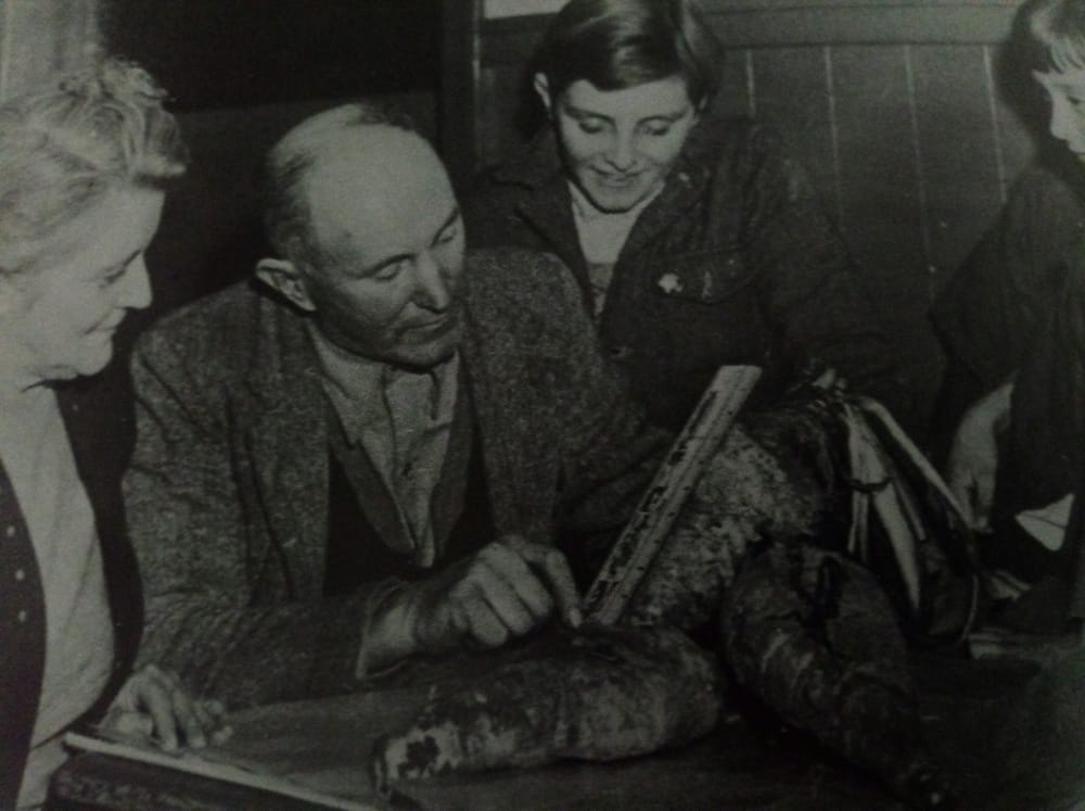 Chicory growing at Ventnor post image