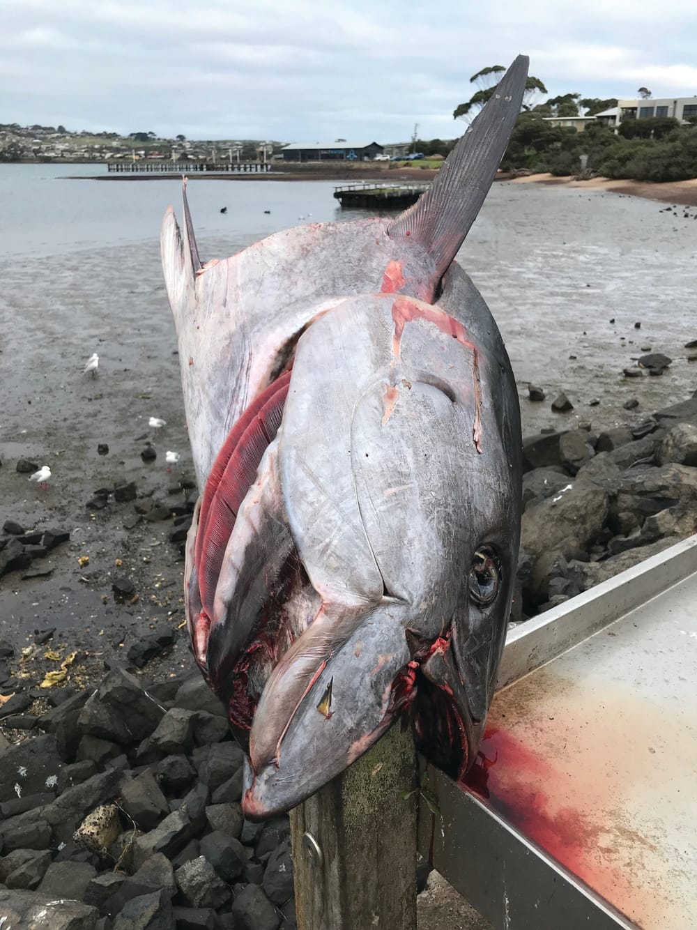 No respect to the tuna or the town post image