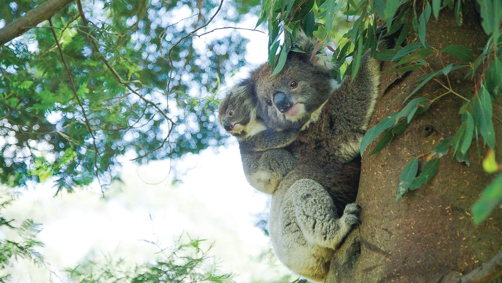Fundraiser to help save native species post image