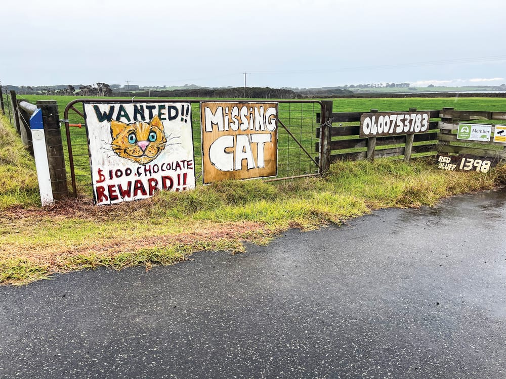 Tasty reward for missing cat post image