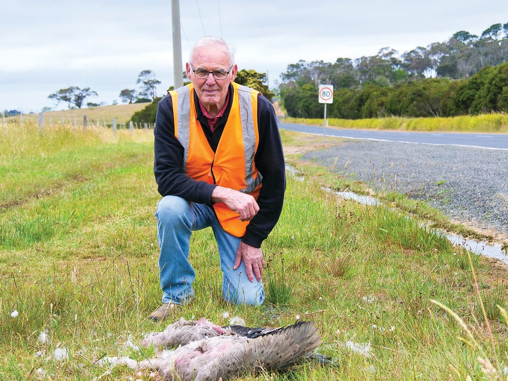 Our roadkill rate "extraordinarily high": inquiry post image