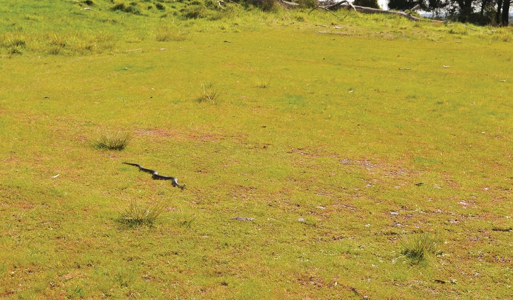 It’s snake season post image