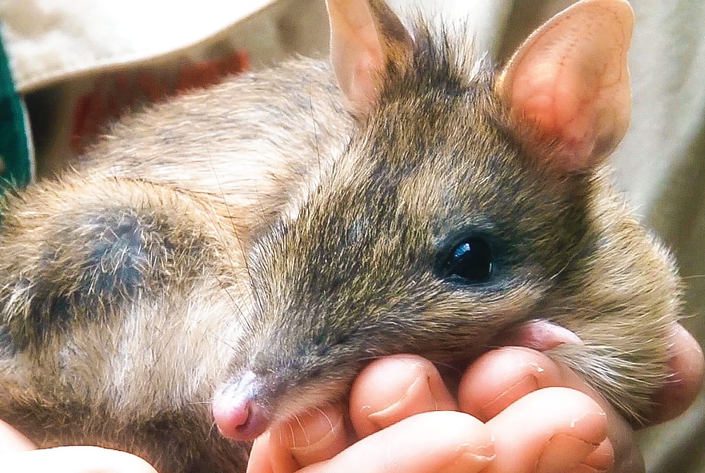 Bandicoot roadkill deaths mount post image