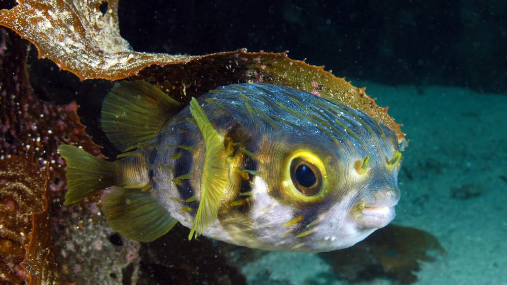 A Marine Mili series: Dive into the life of globefish post image