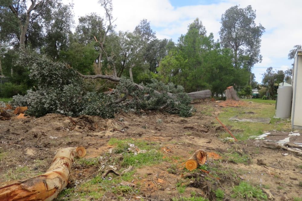 Trees to be protected from urban development post image