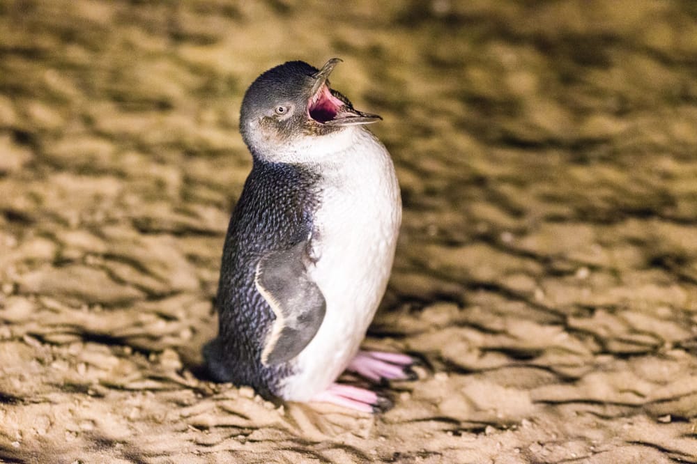New York rates our “iconic” Penguin Parade post image