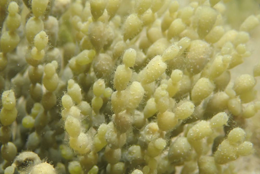 A Marine Mili series: Necklaces for the sea creatures post image