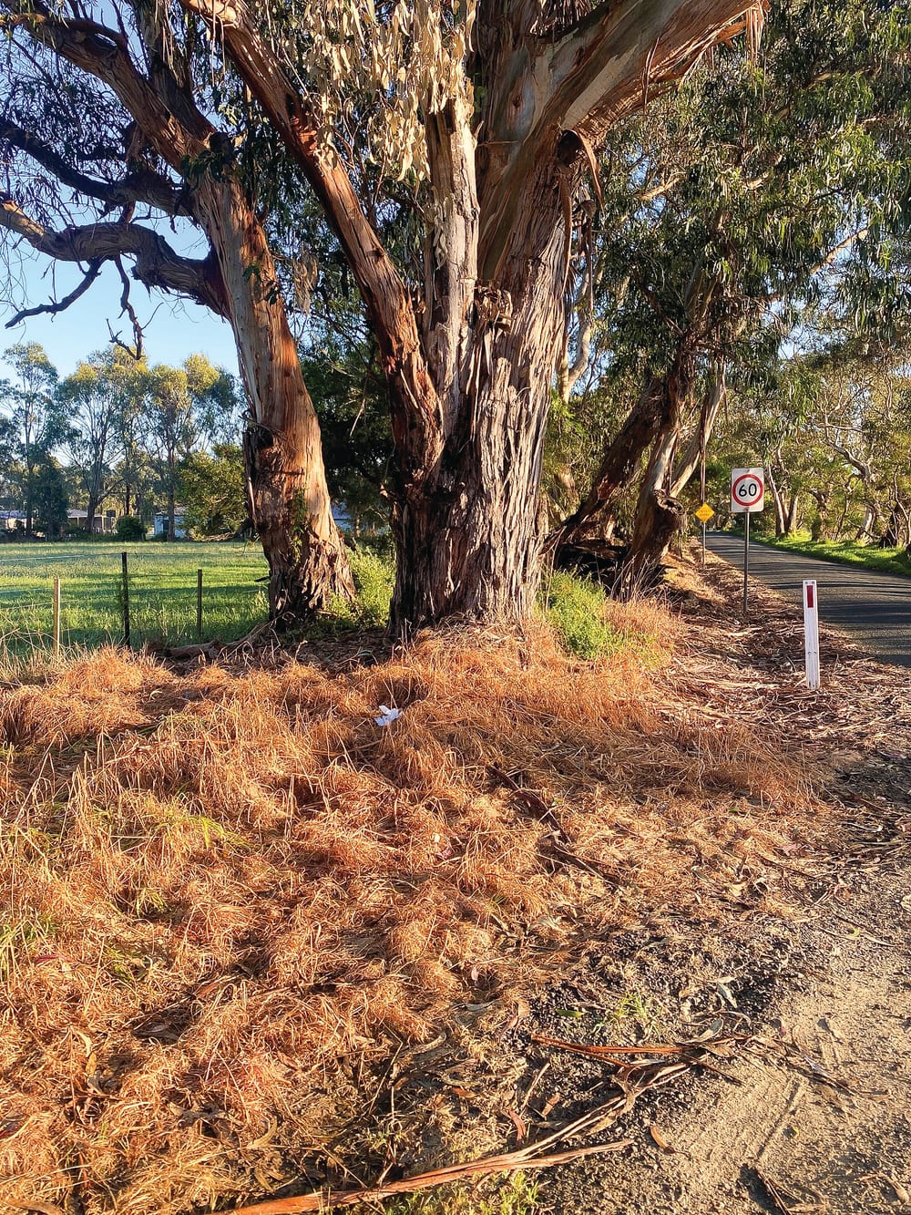 Overkill on the weed kill post image