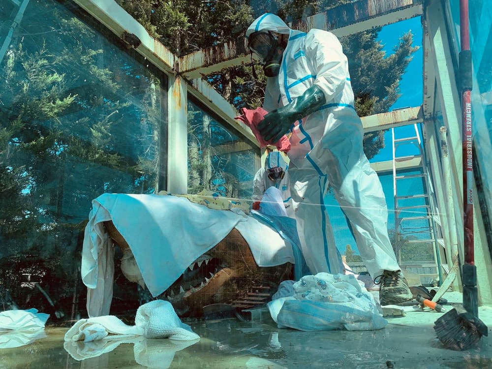 Rosie the shark revisited post image