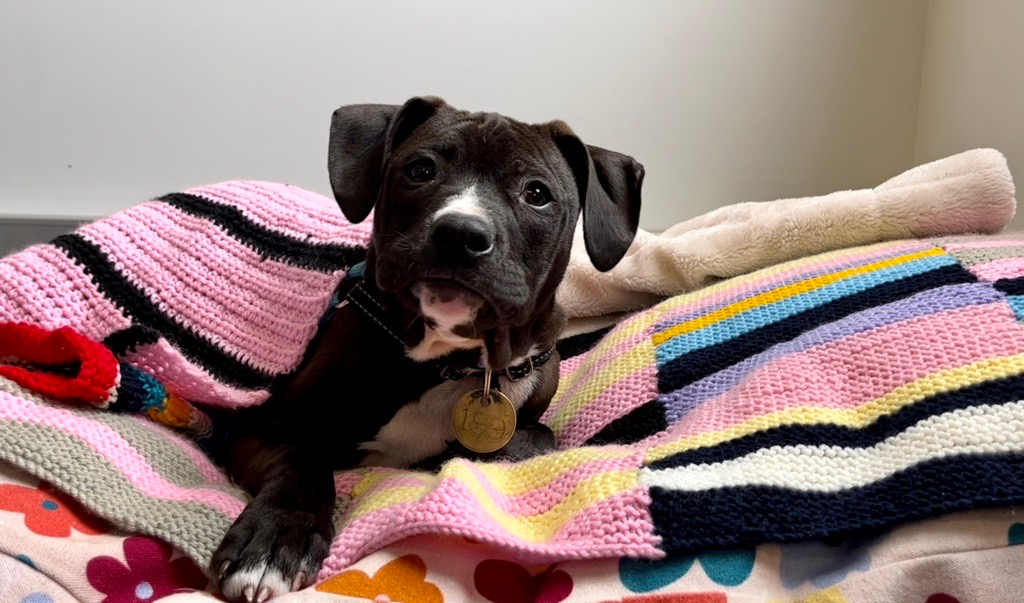 Help the Lost Dogs Home post image