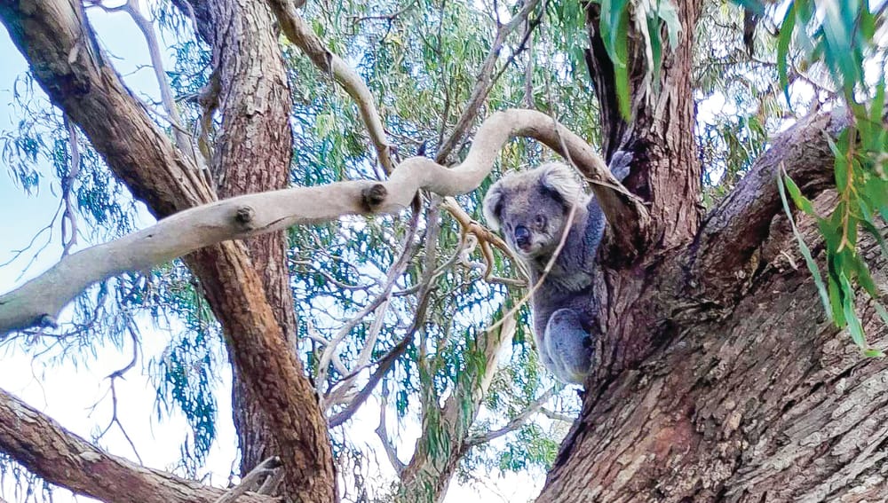 Teddy Bear Lane koala on the mend post image